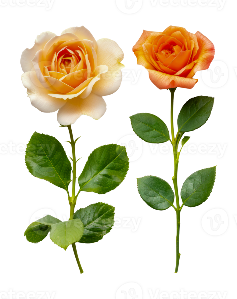 Assortment of lifelike flowers with detailed petals png