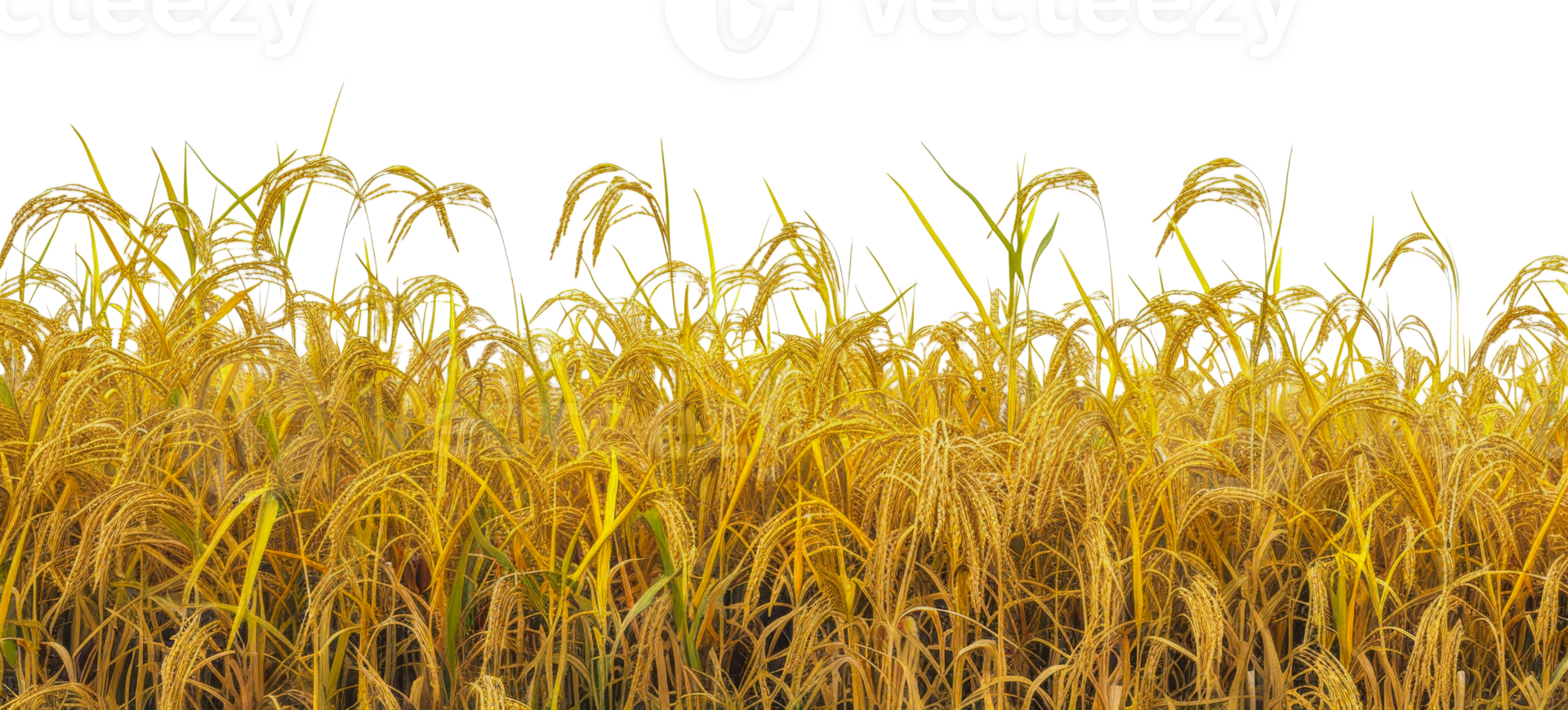 A field of golden rice with tall stalks - stock .. png