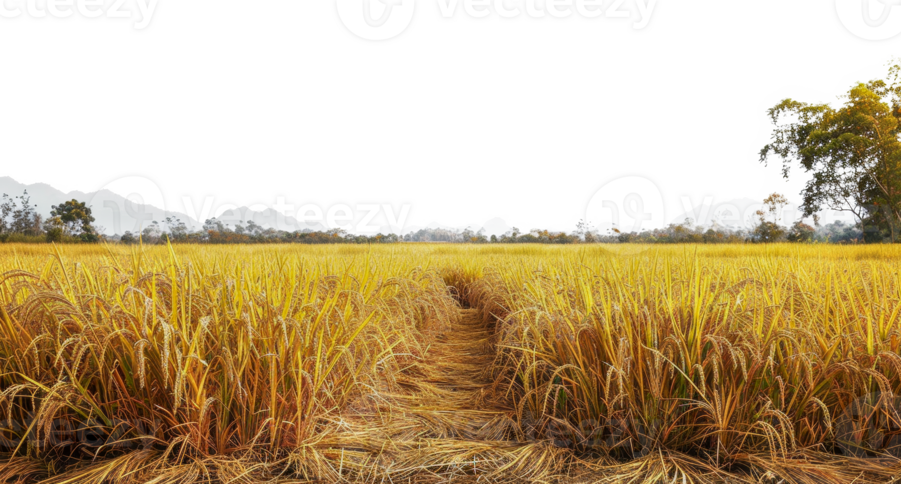 A field of yellow rice with a dirt path in the middle - stock .. png