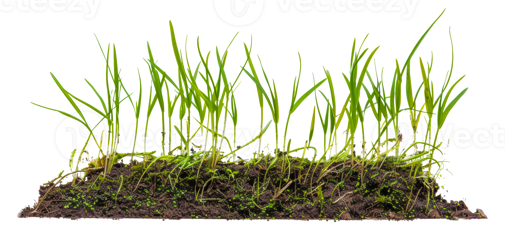 A bunch of grass is growing in a patch of dirt - stock .. png