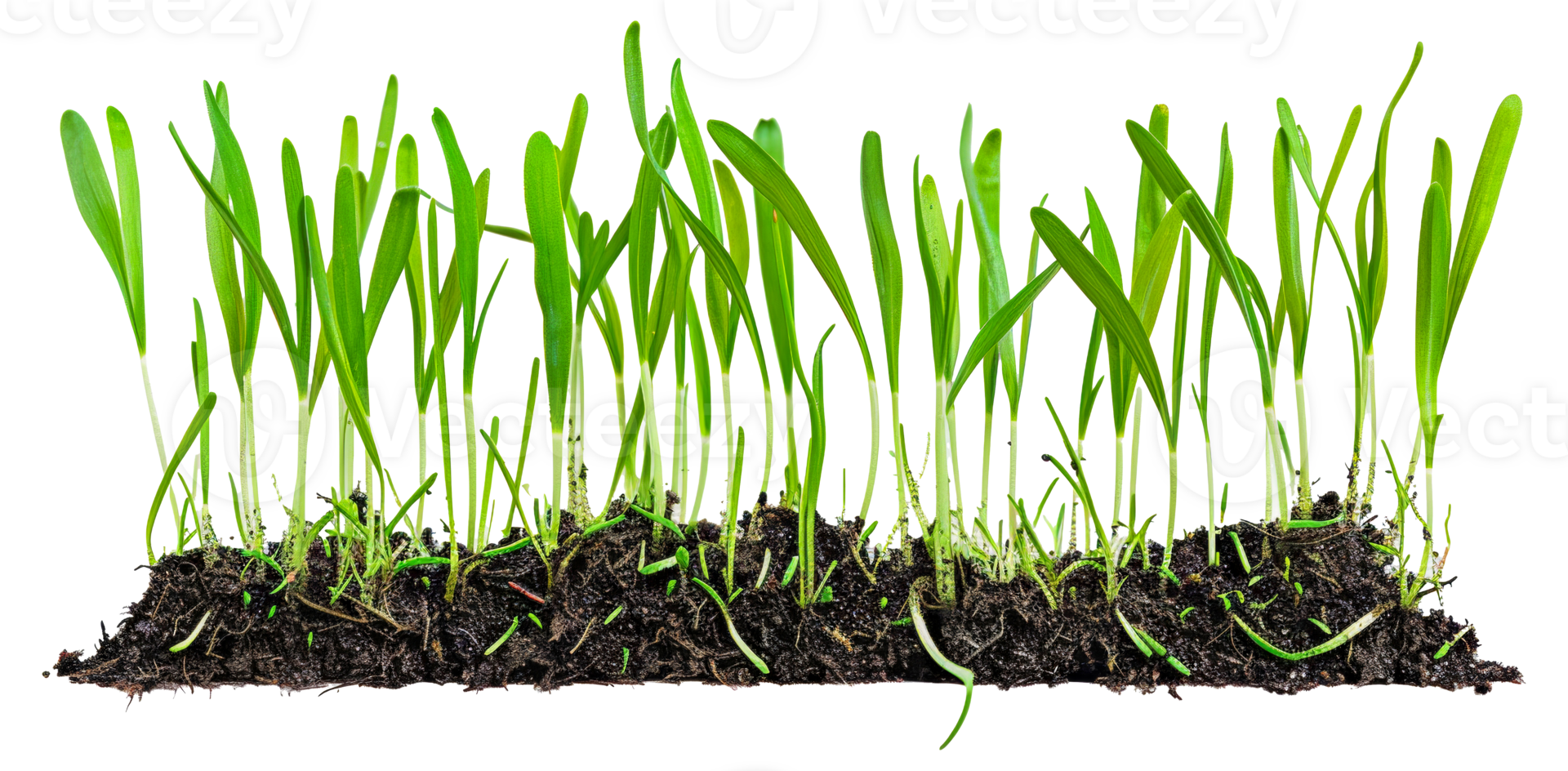 A row of green plants growing in dirt - stock .. png