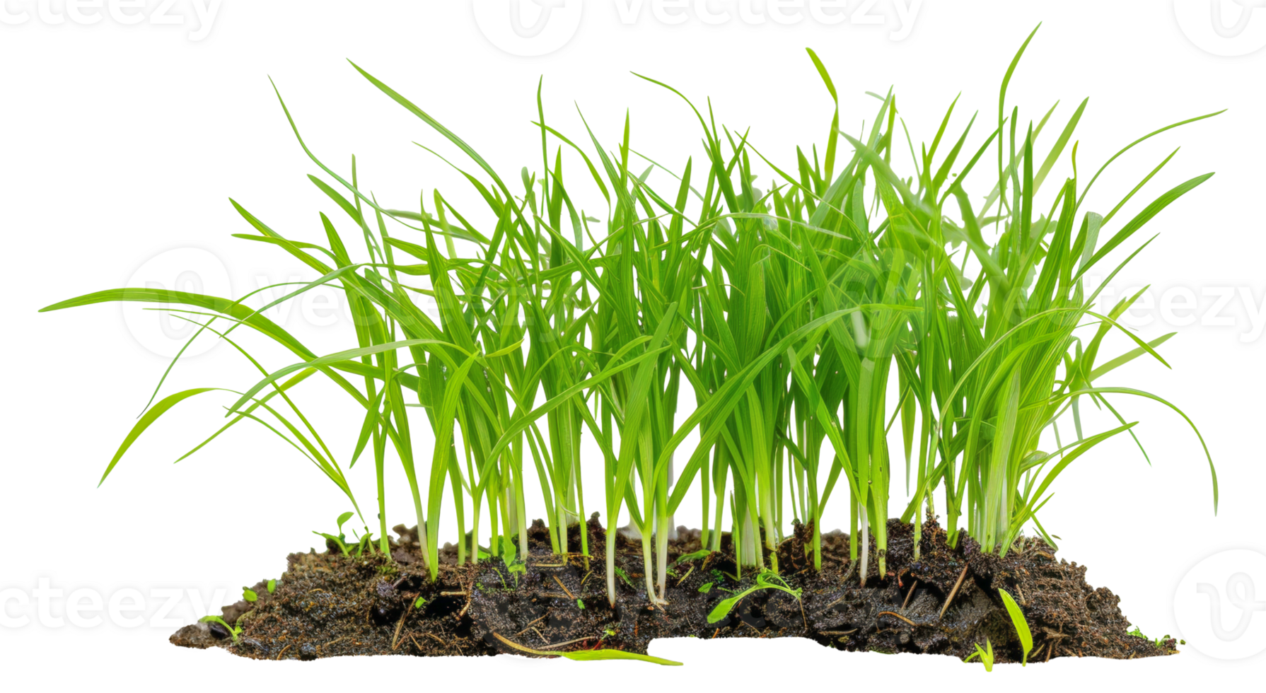 A bunch of grass is growing in the dirt - stock .. png