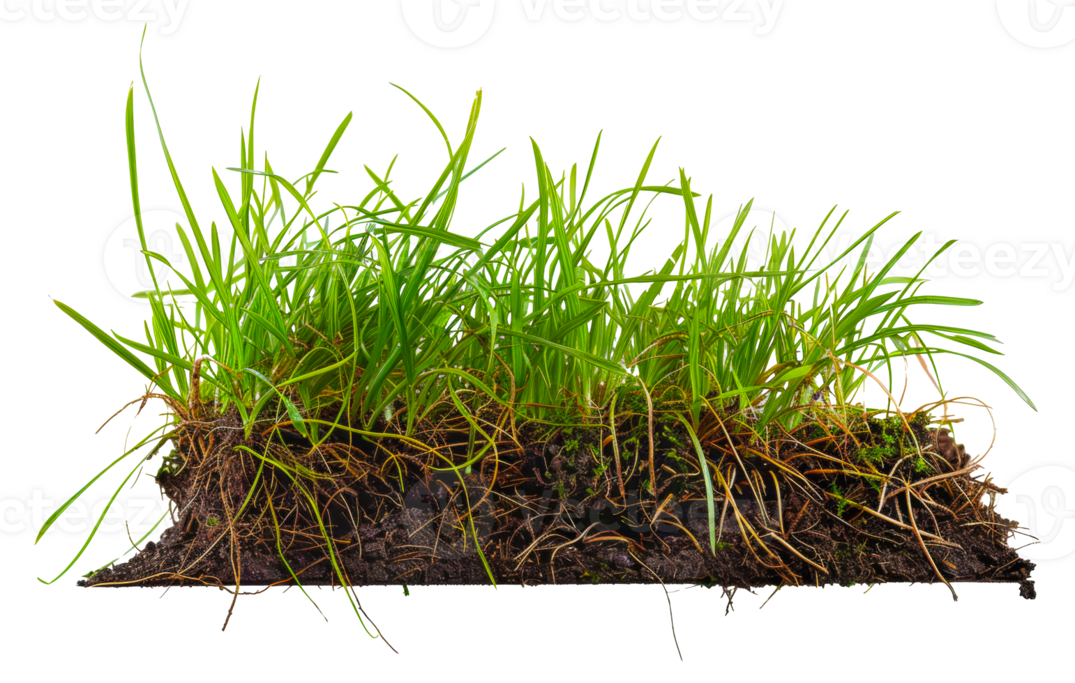 A patch of grass with brown roots and green blades - stock . png
