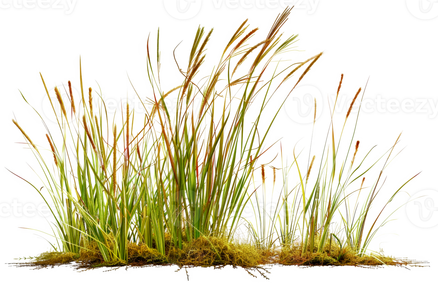A bunch of tall grasses are growing in a field - stock .. png
