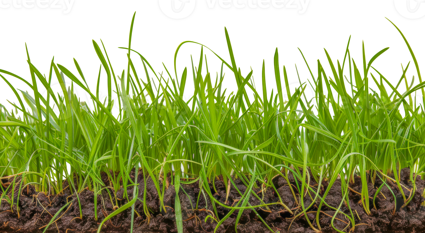 A field of grass - stock .. png