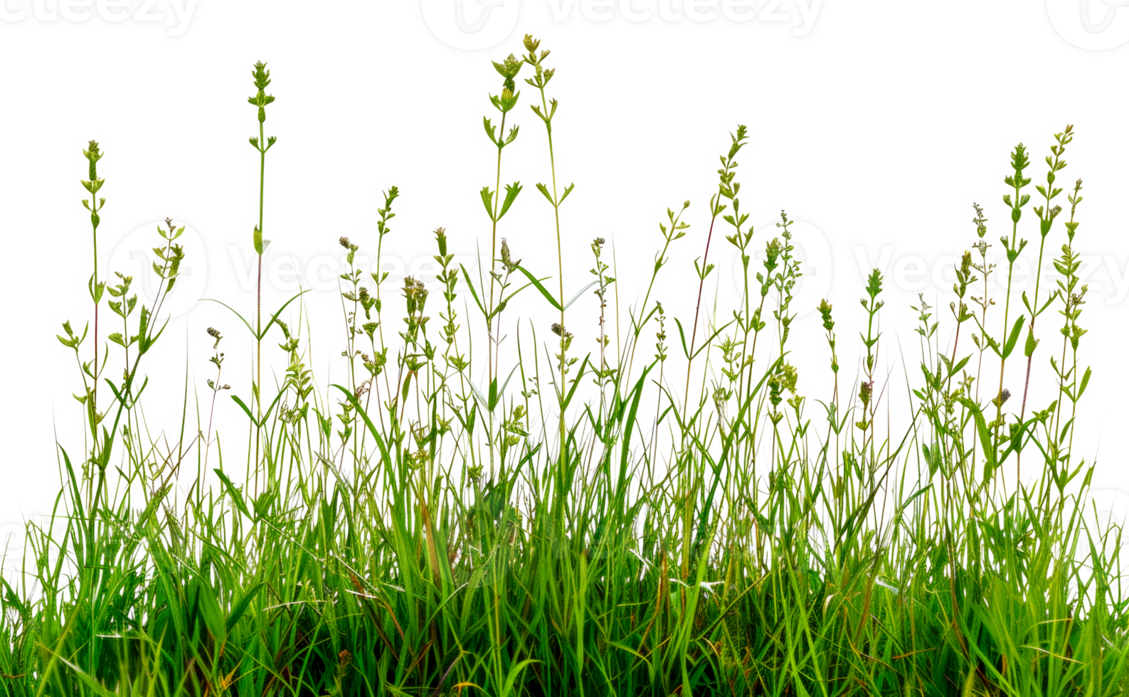 A field of grass with many green plants - stock .. png