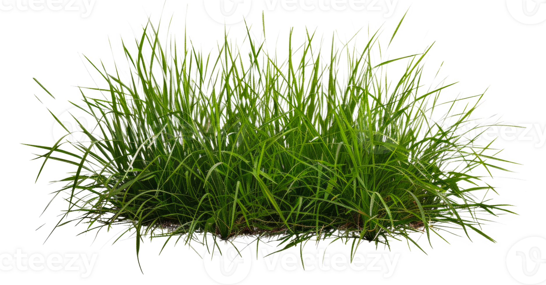 A patch of grass is shown - stock .. png