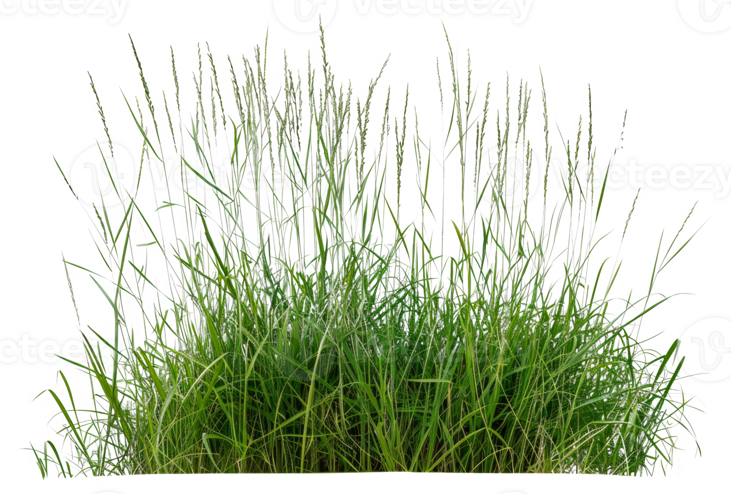 A field of grass is shown - stock .. png