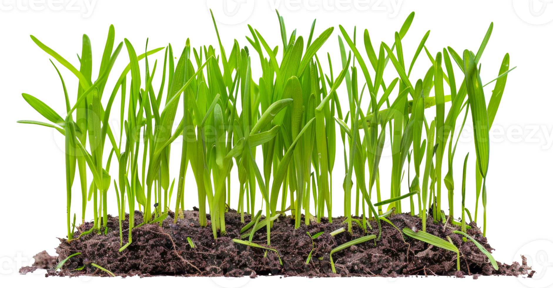 A row of green grass plants are growing in a dirt patch - stock .. png