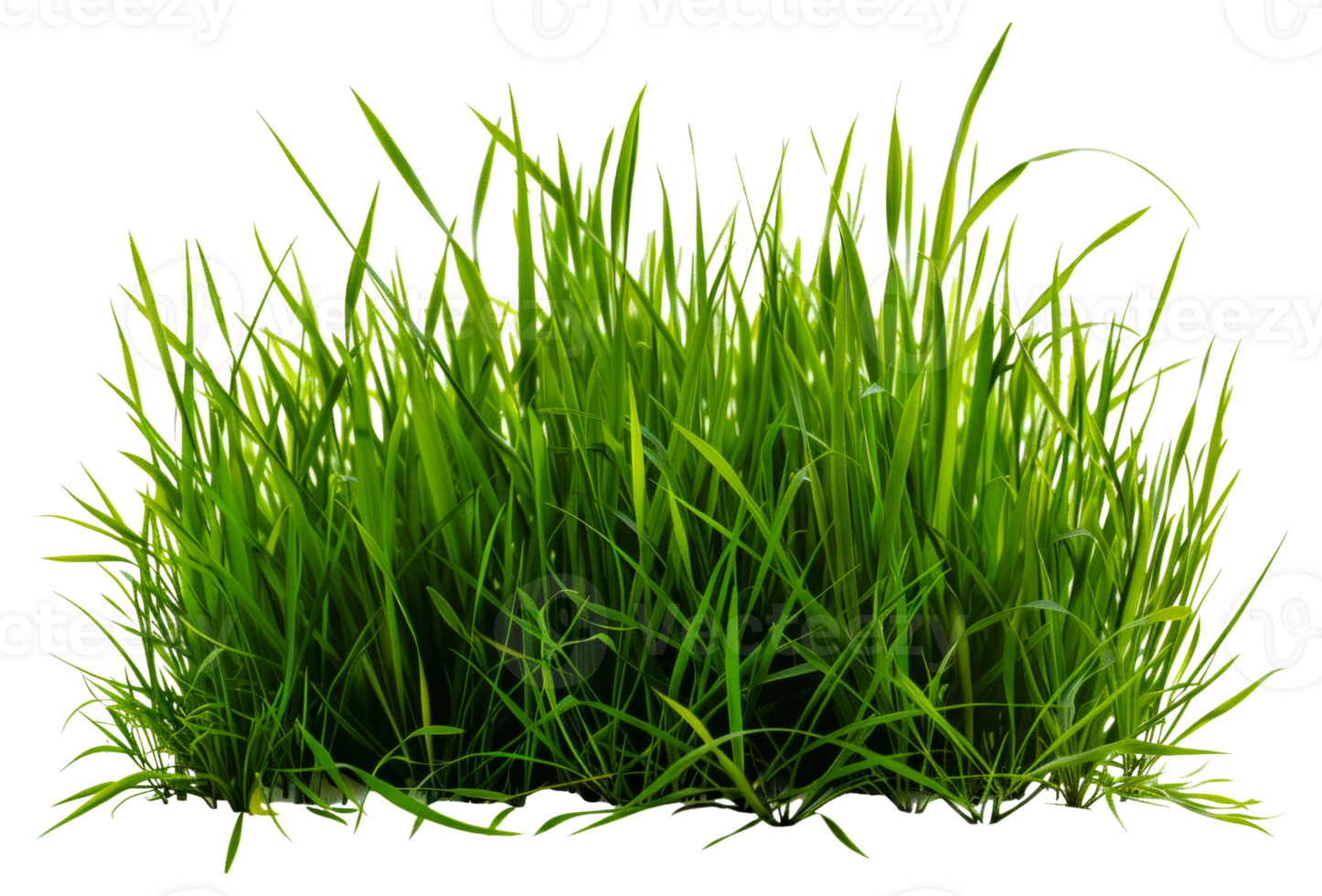 A patch of green grass is shown - stock .. png