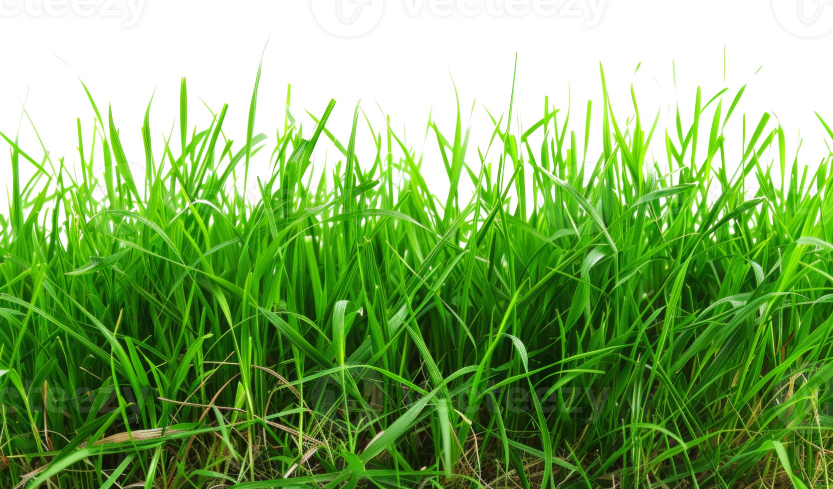 A lush green field of grass with no other objects in the image - stock .. png