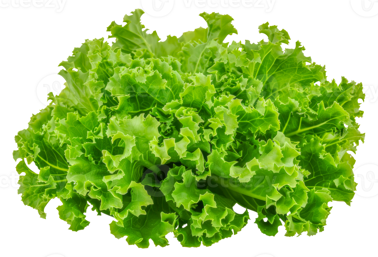 A bunch of green lettuce leaves - stock .. png