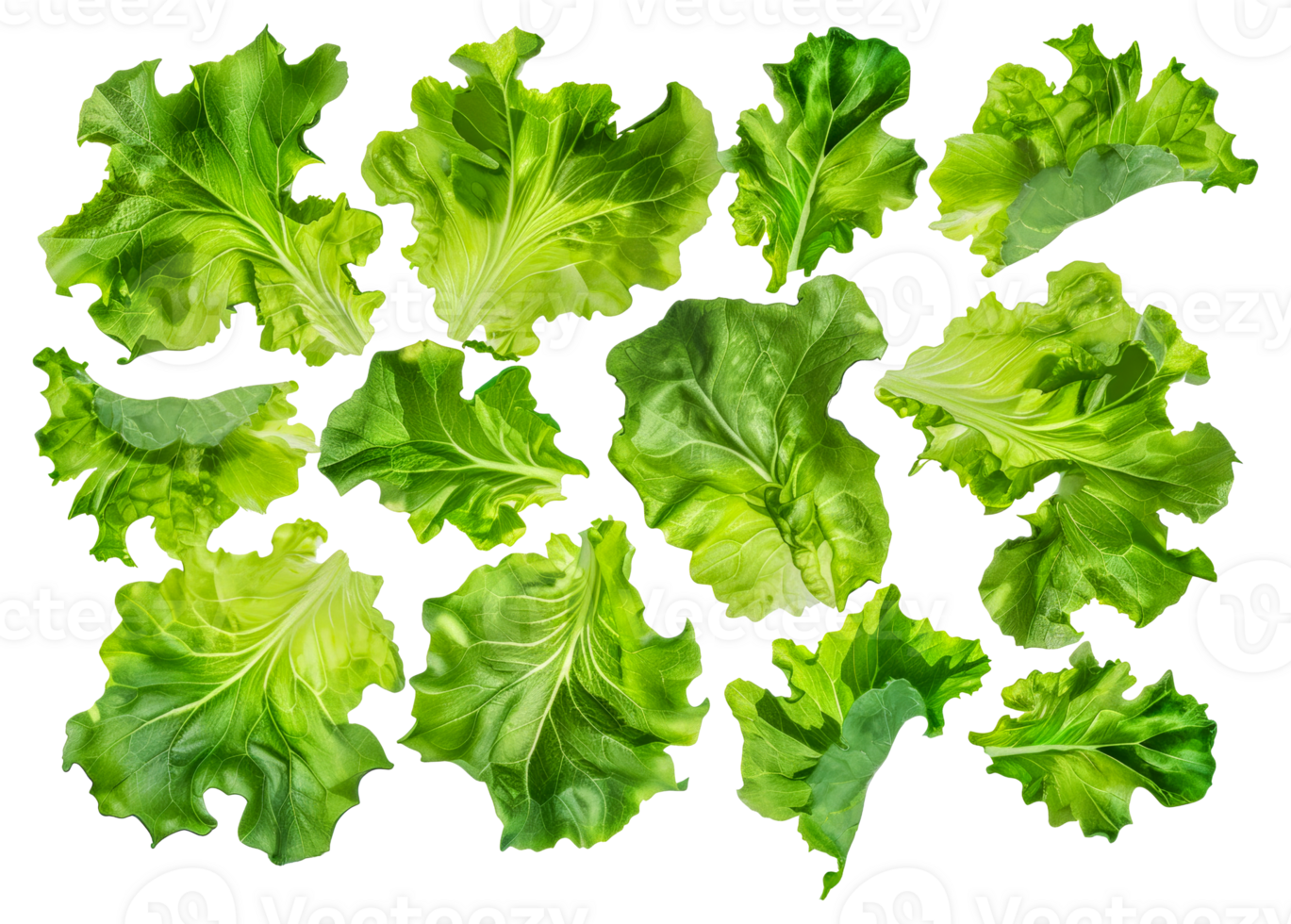 A collection of green leafy vegetables, including lettuce, spinach, and kale - stock .. png