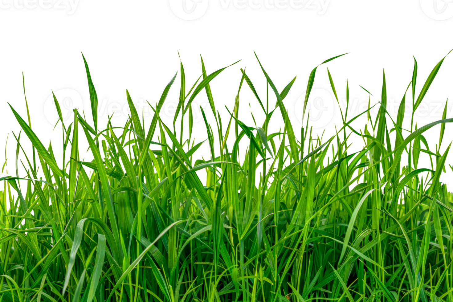 A field of green grass - stock .. png