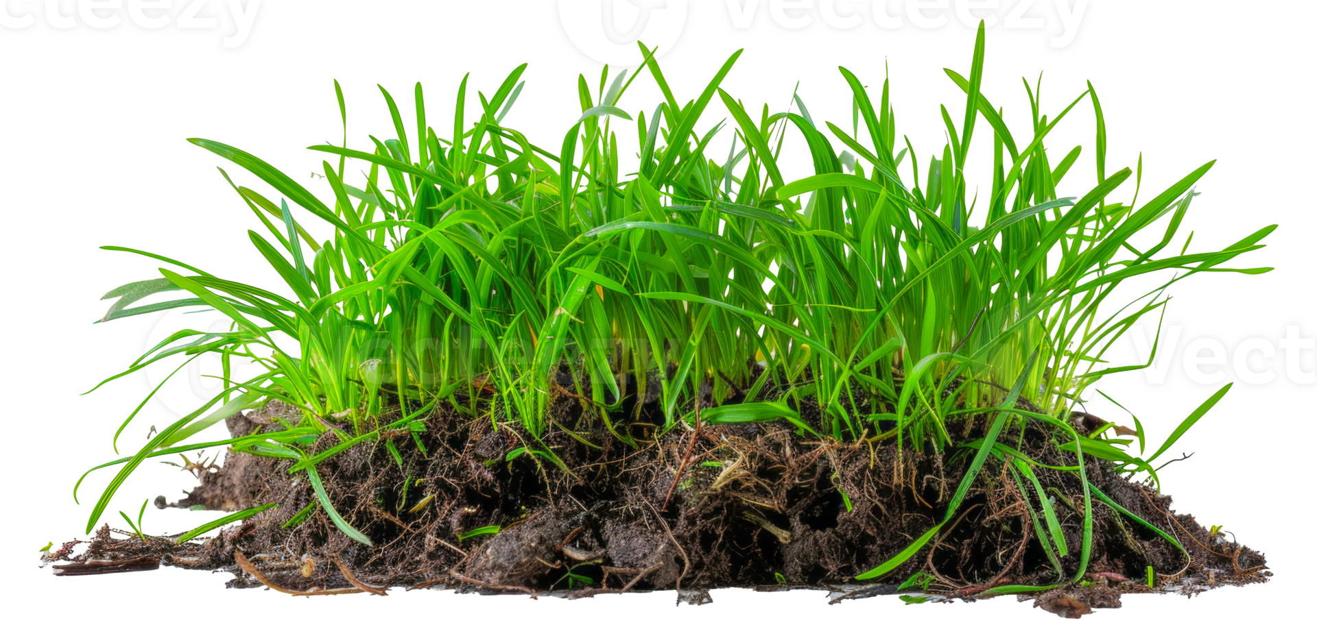 A bunch of grass is growing in the dirt - stock . png