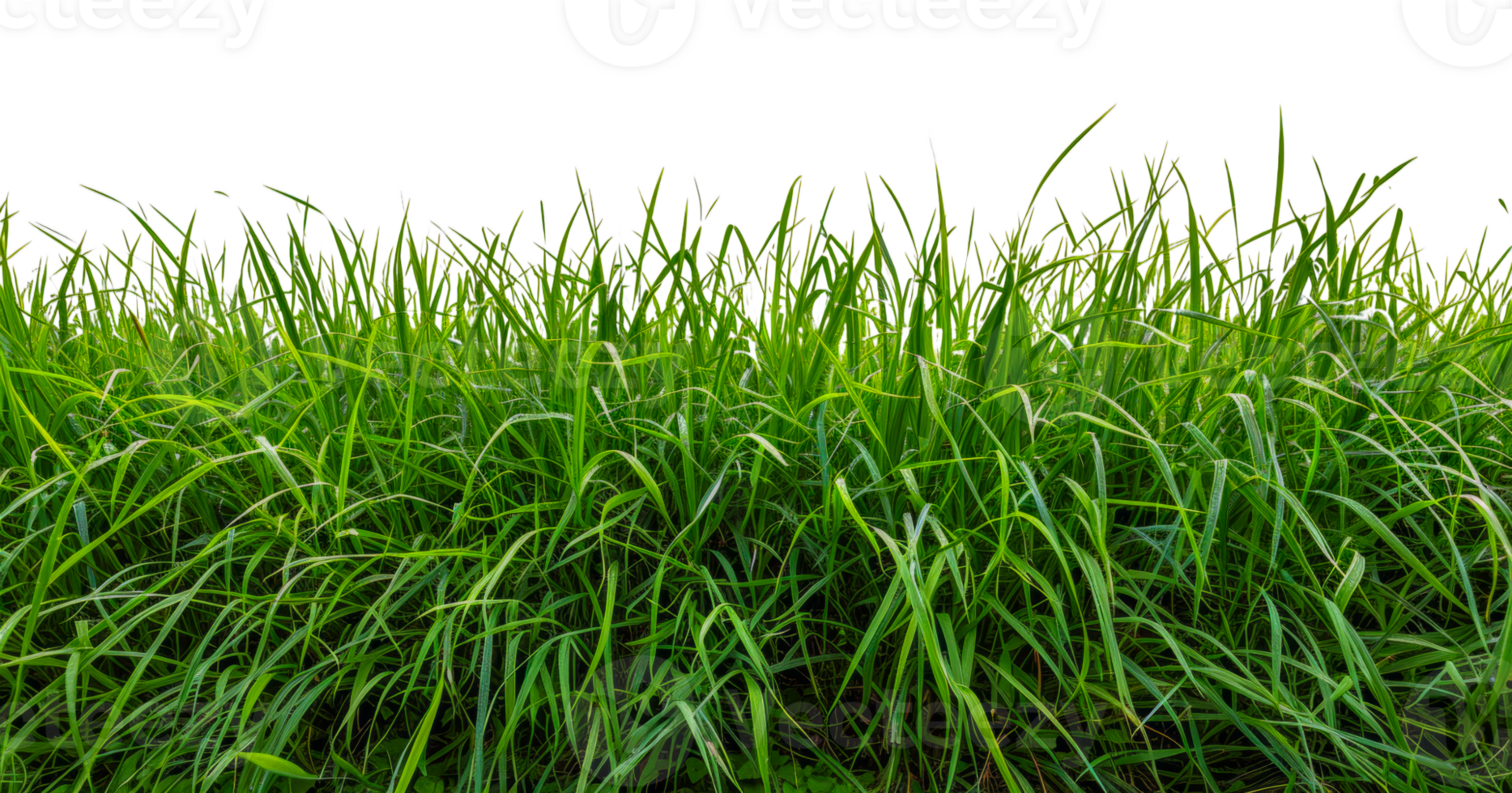 Vibrant green grass patch, cut out - stock .. png