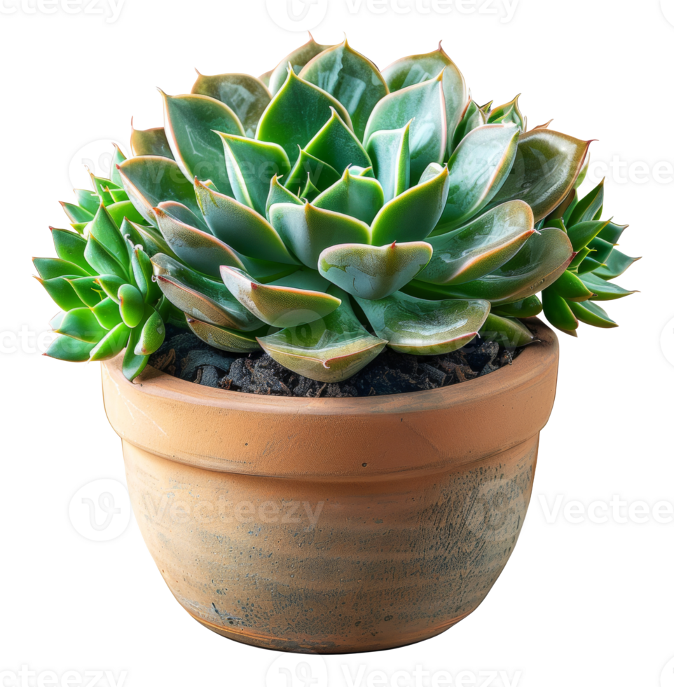 Green succulent with red tips in rustic ceramic pot on transparent background - stock . png