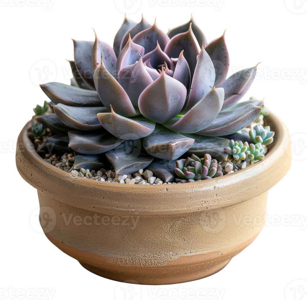 Pastel succulent plant in a stone pot with pebbles on transparent background - stock . png