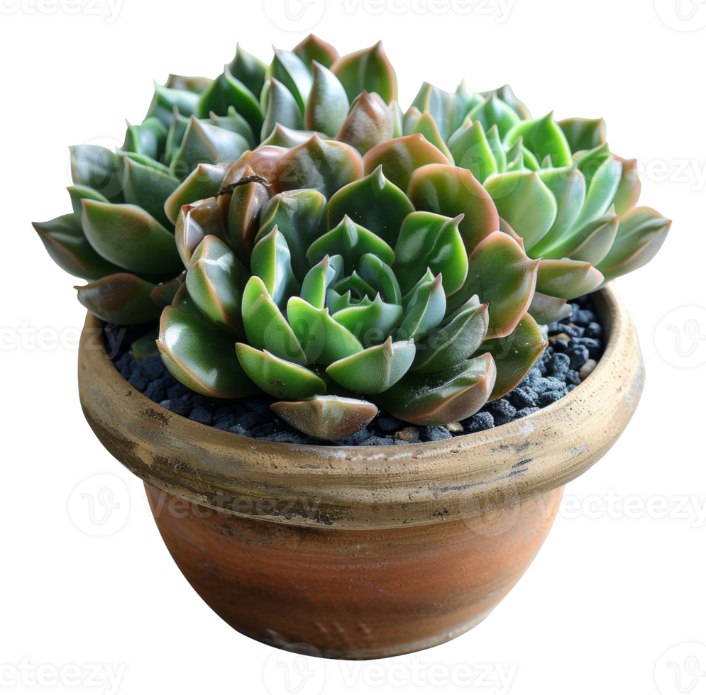 Green succulent with red tips in rustic ceramic pot on transparent background - stock . png