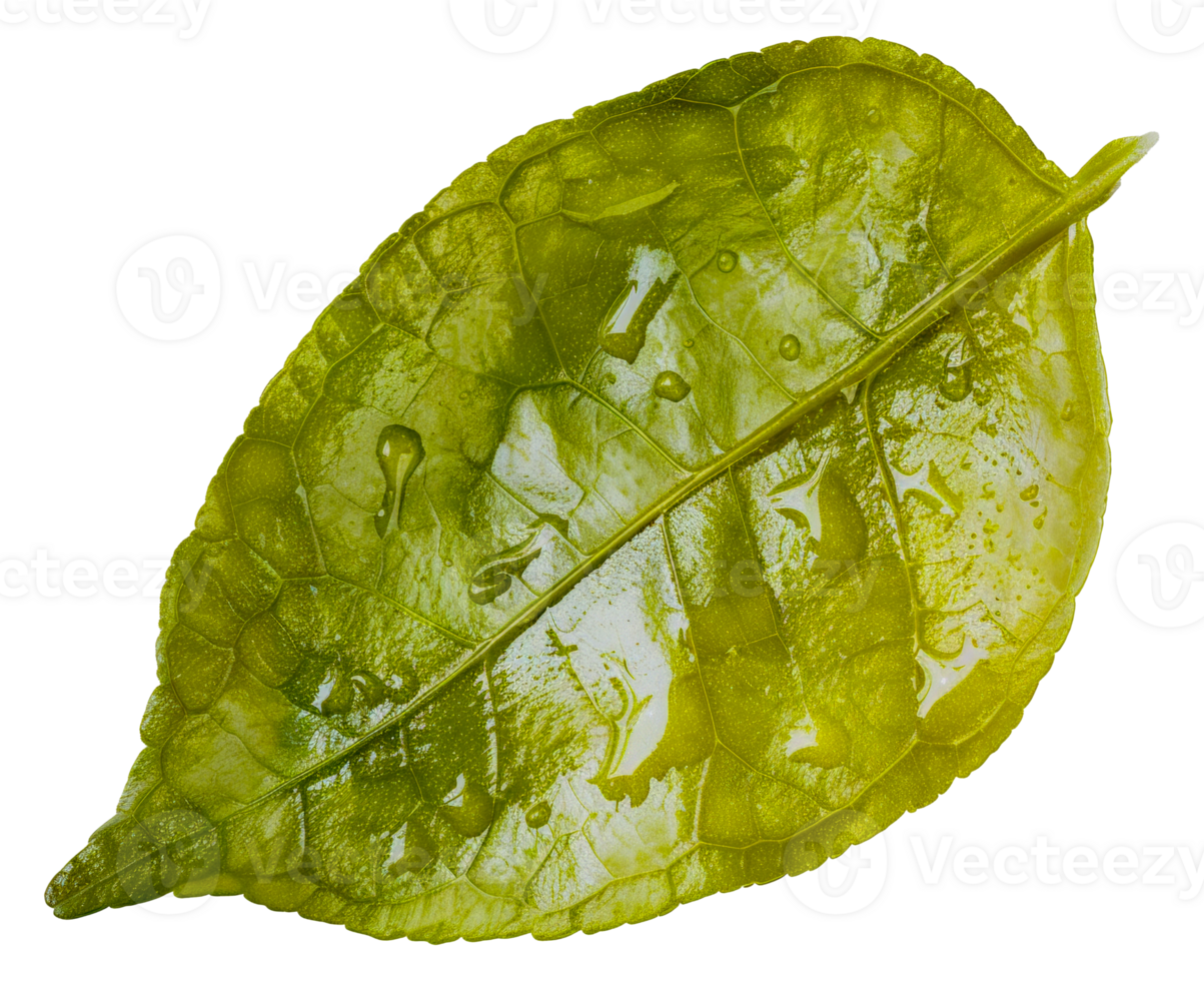 A leaf is shown with water droplets on it - stock .. png