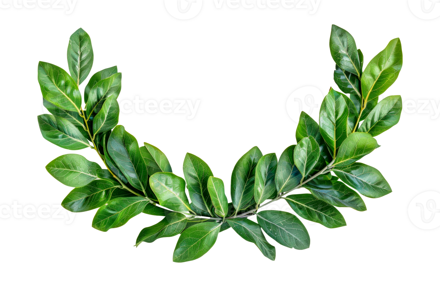Vibrant green laurel leaves, cut out - stock .. png