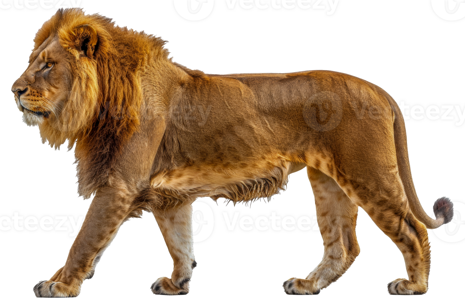 A lion is walking - stock .. png