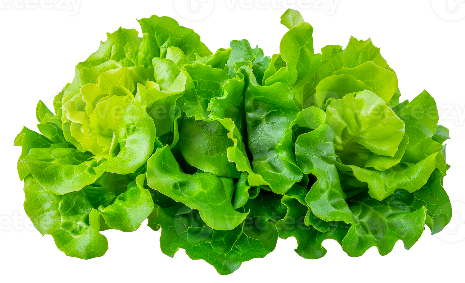 A bunch of green lettuce leaves are arranged in a row - stock .. png