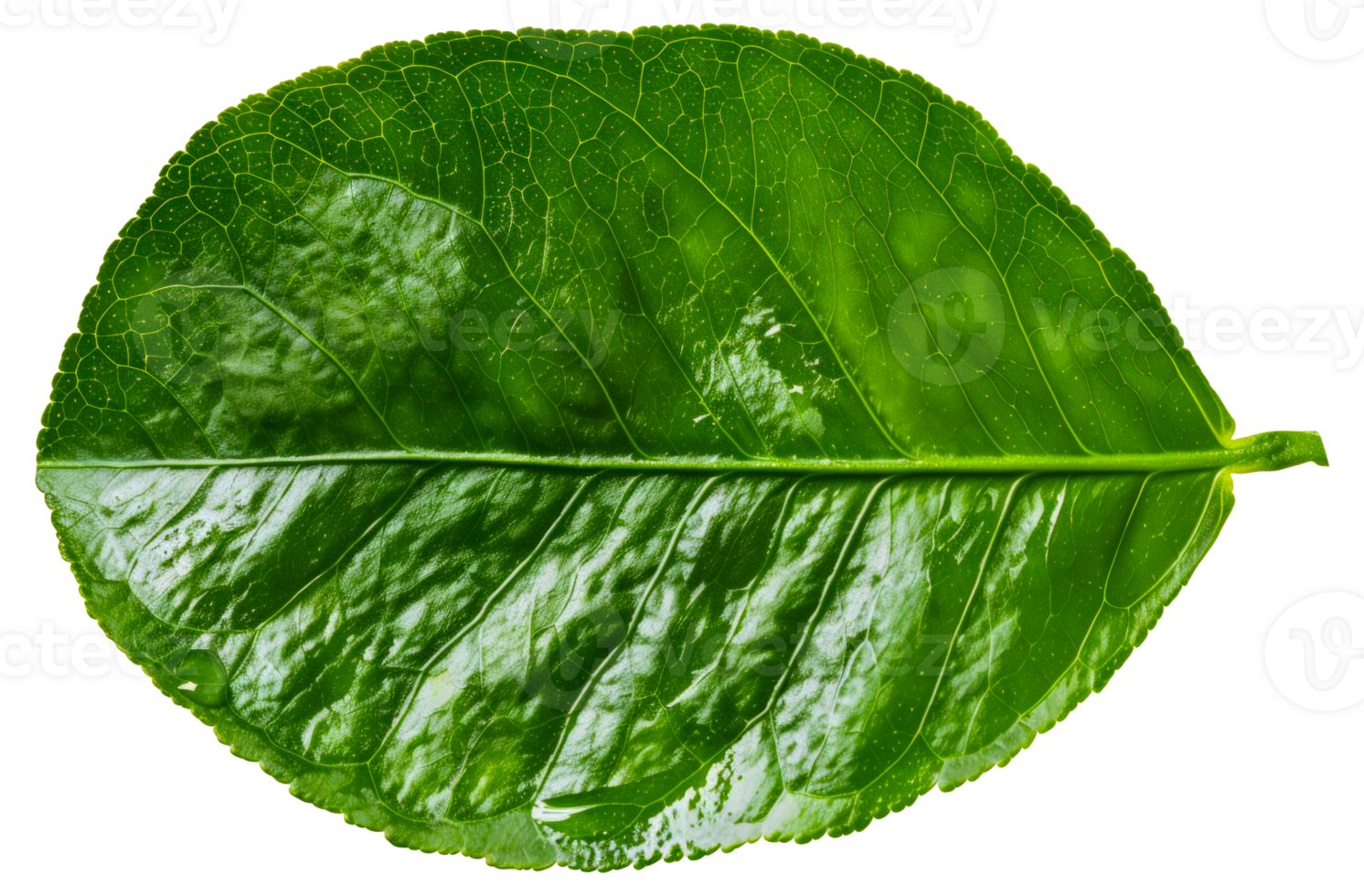 A leaf is shown in its natural state, with a clear and bright green color - stock .. png