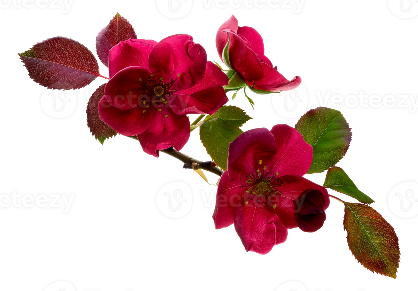 A branch with pink flowers on it - stock .. png