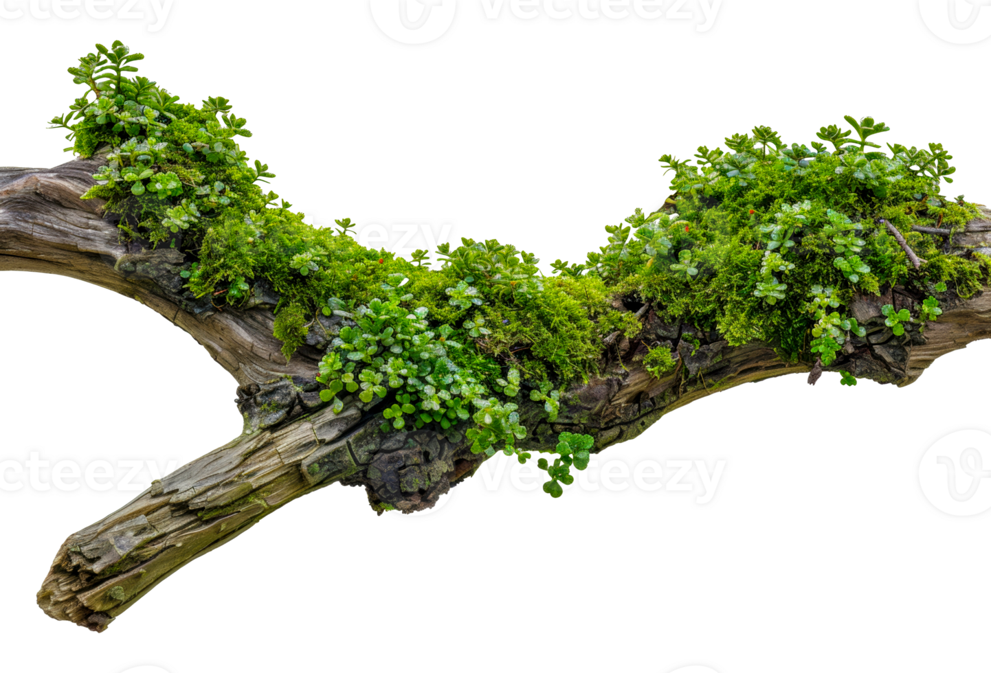 Overgrown green plants on natural driftwood, cut out - stock .. png
