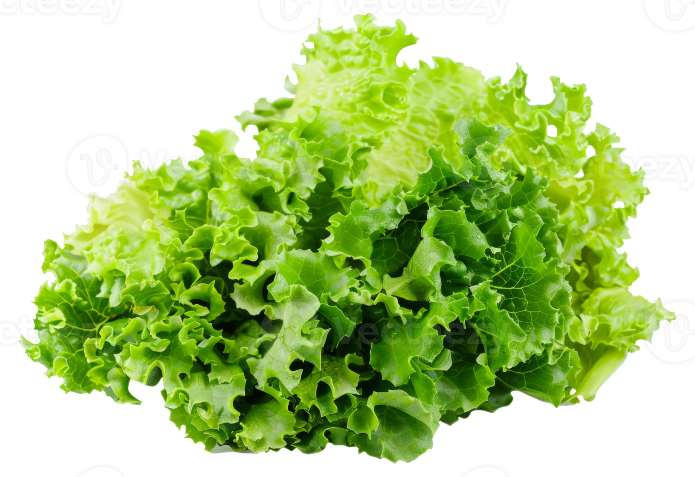 A head of lettuce is shown in full view - stock .. png