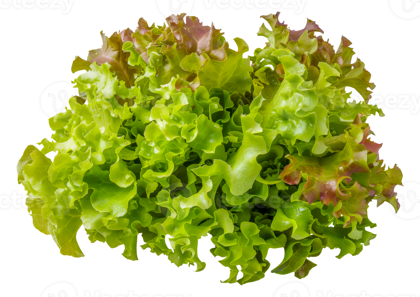 A bunch of green and red lettuce leaves - stock .. png