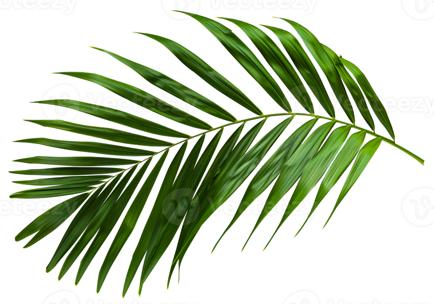A leafy green palm tree leaf is shown in full color - stock .. png