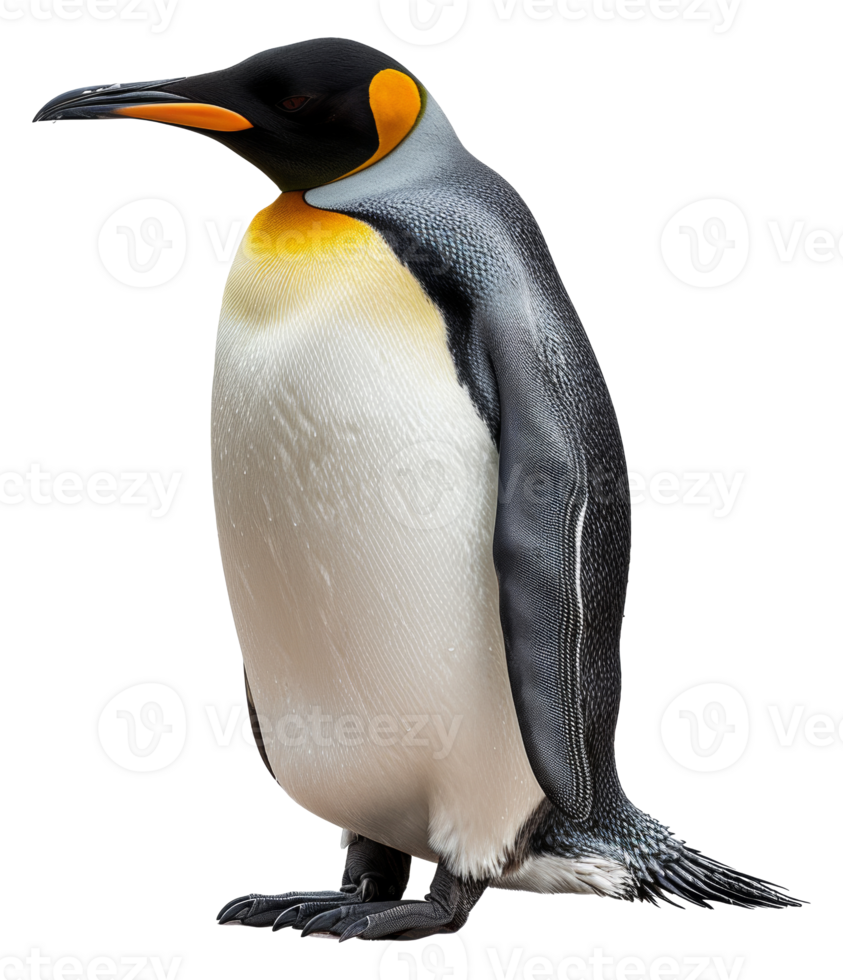 A penguin stands on its hind legs, looking at the camera - stock .. png