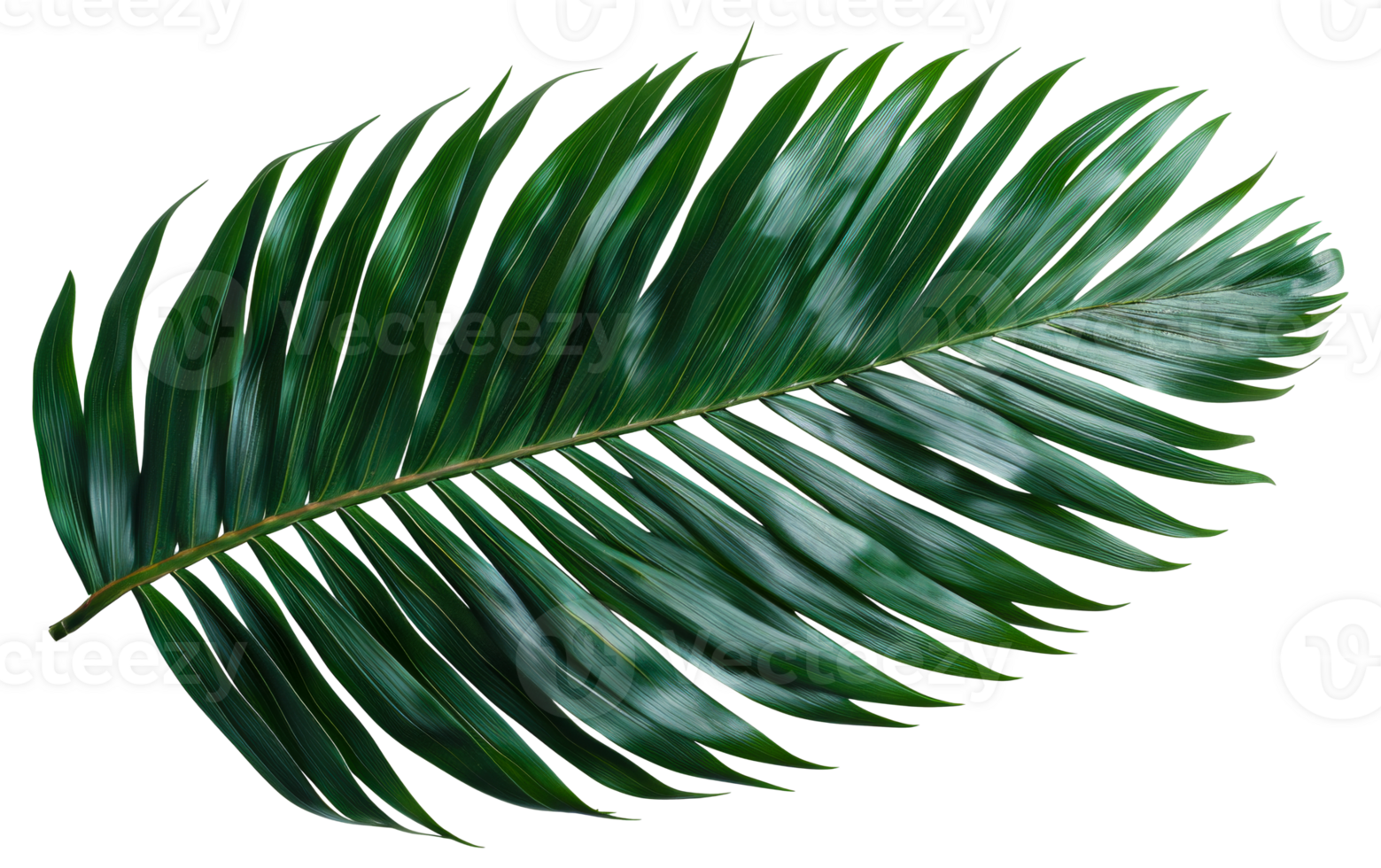 A leafy green leaf with a brown tip - stock .. png