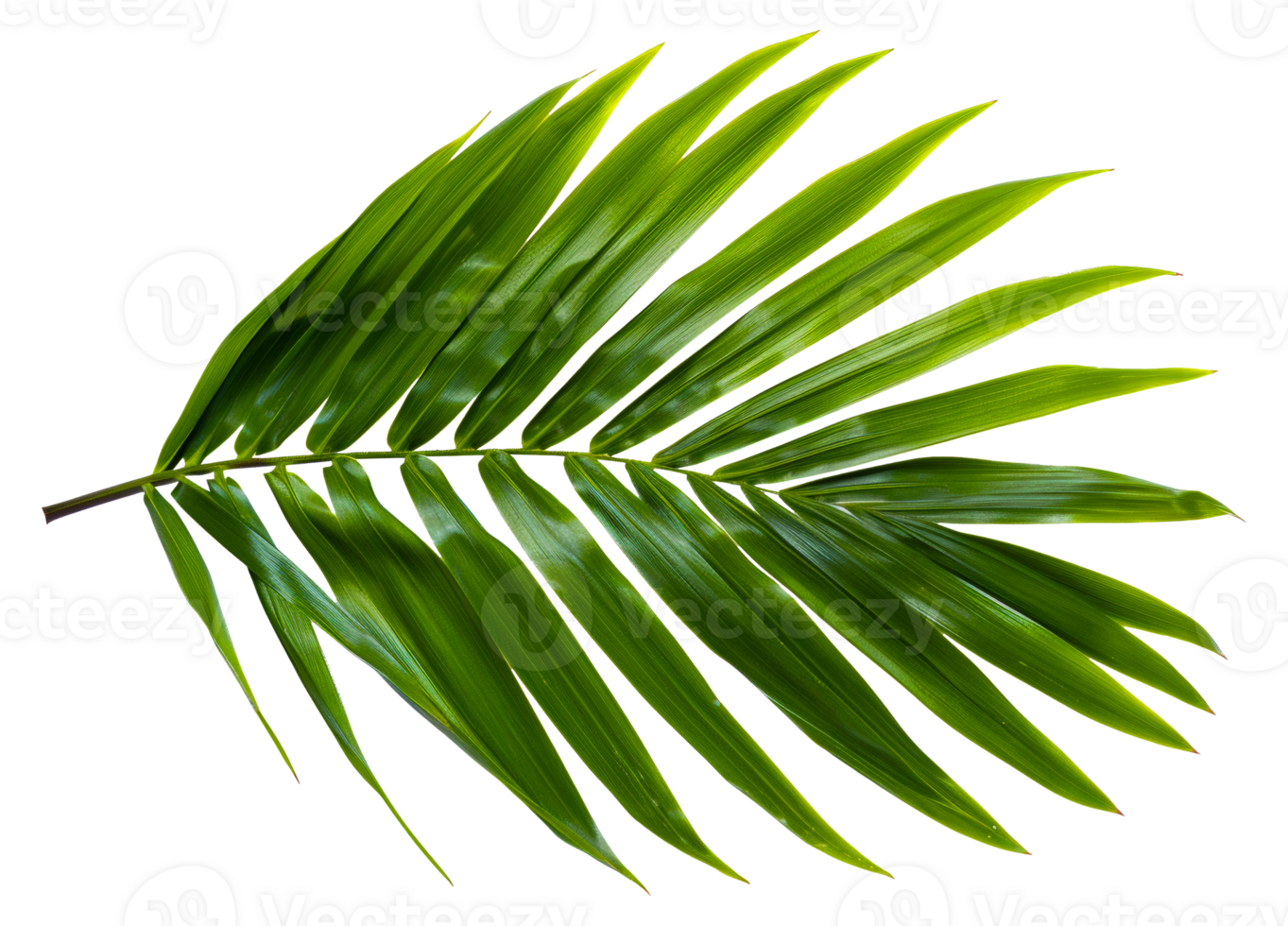 A leafy green leaf with a droplet of water on it - stock .. png