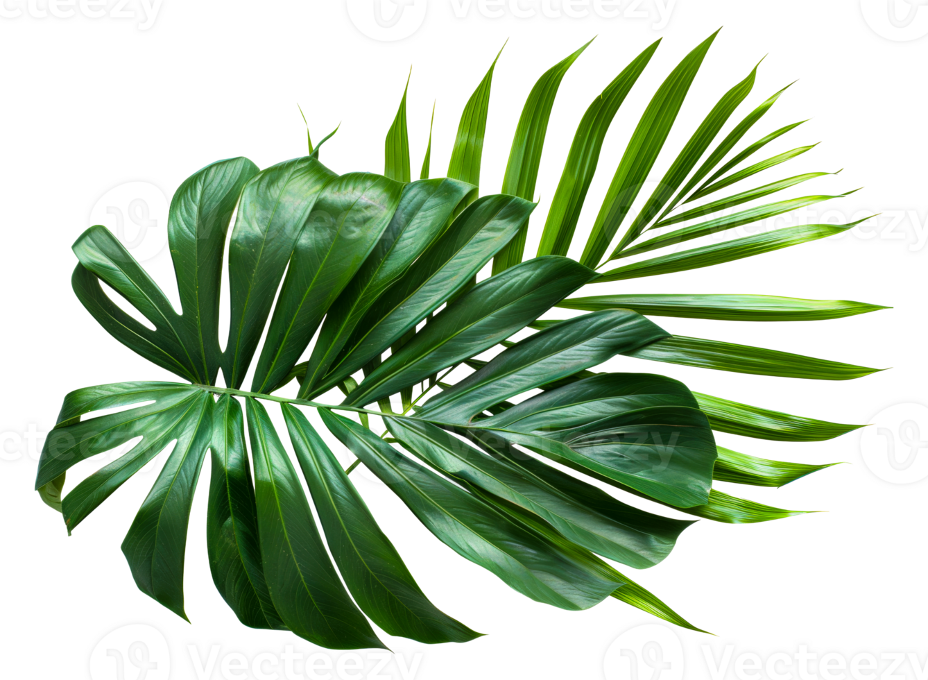 A leafy green leaf with a stem - stock .. png