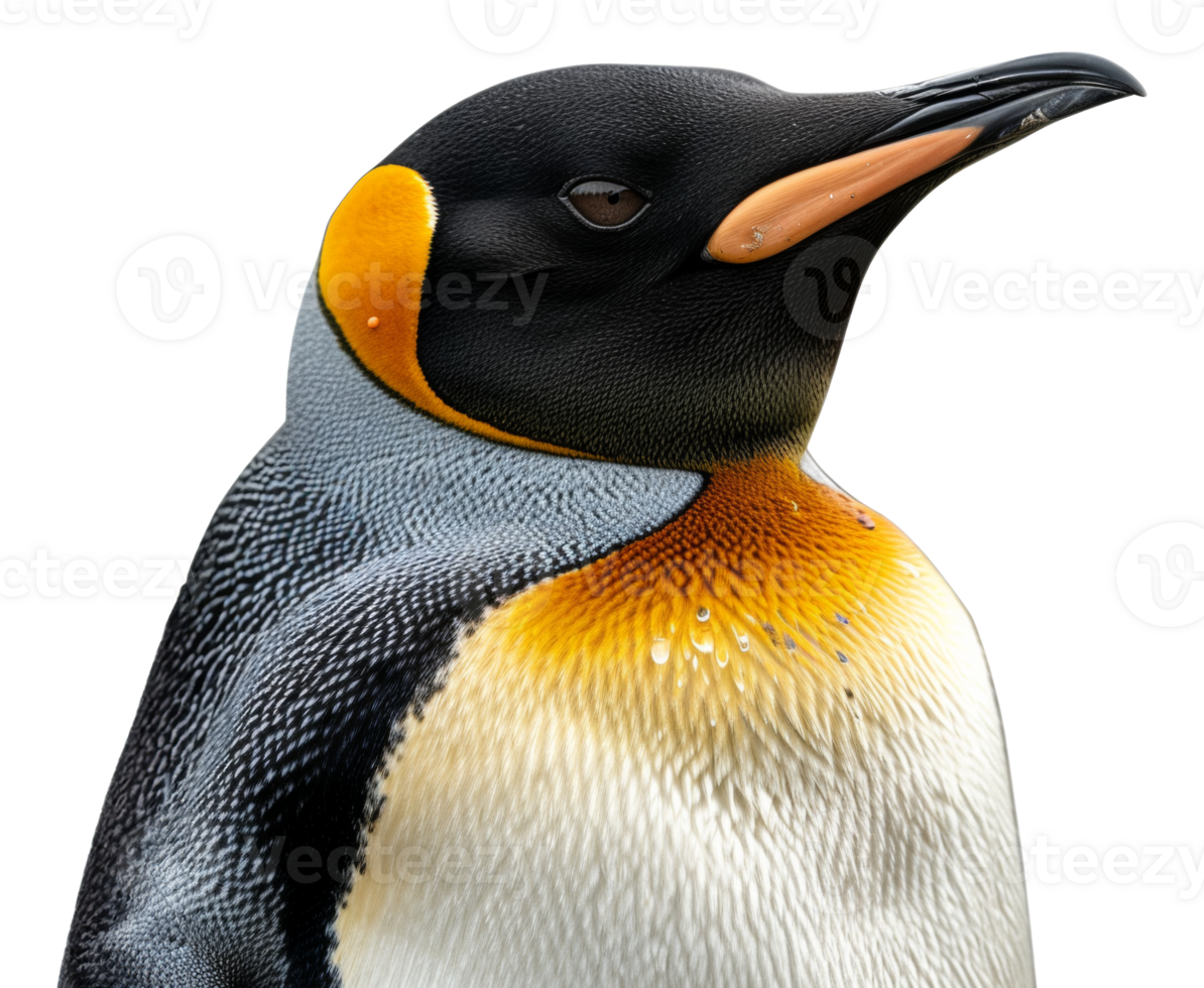 A penguin stands on its hind legs, looking at the camera - stock .. png