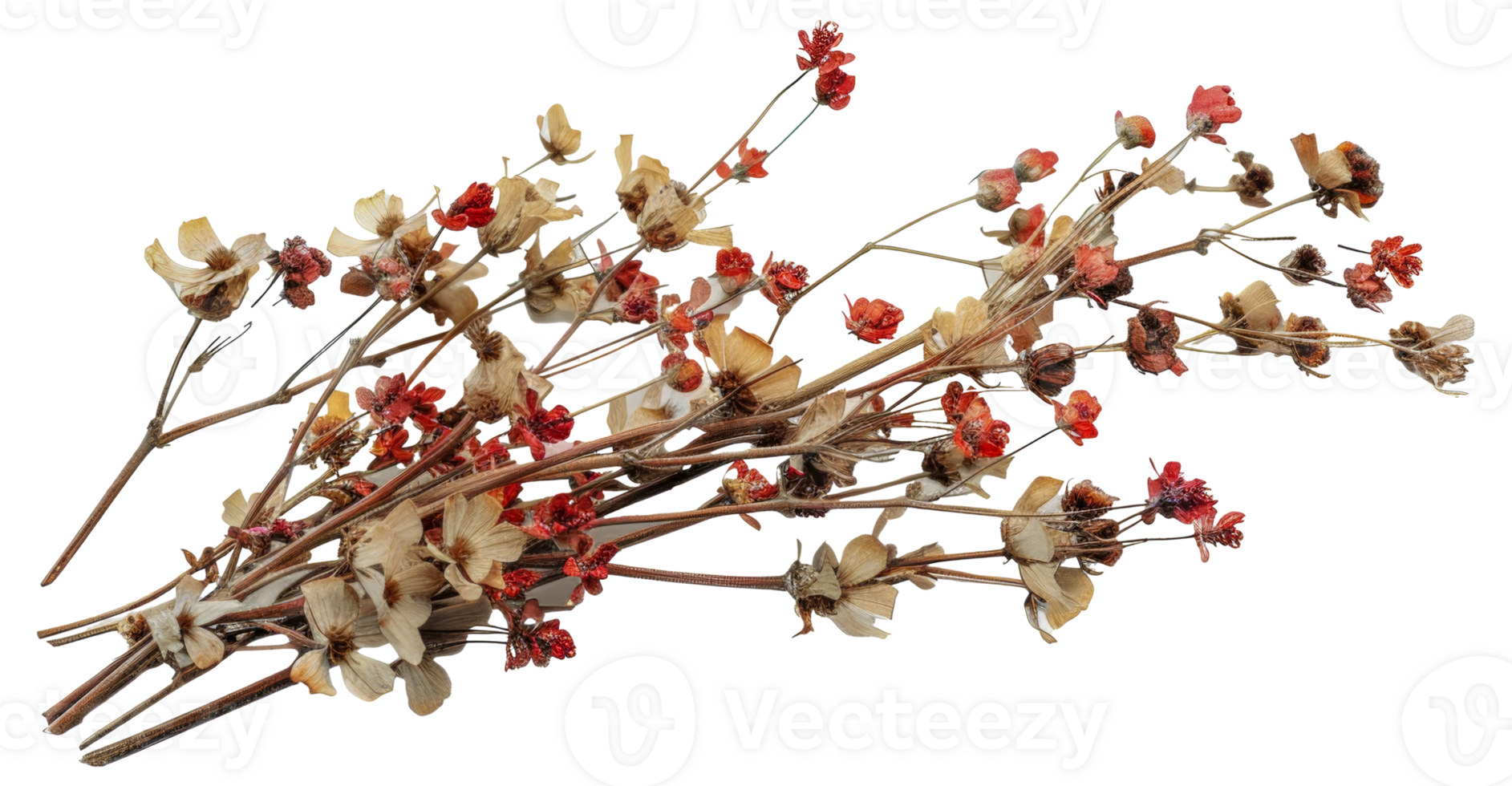 A bunch of dried flowers are arranged in a row - stock .. png