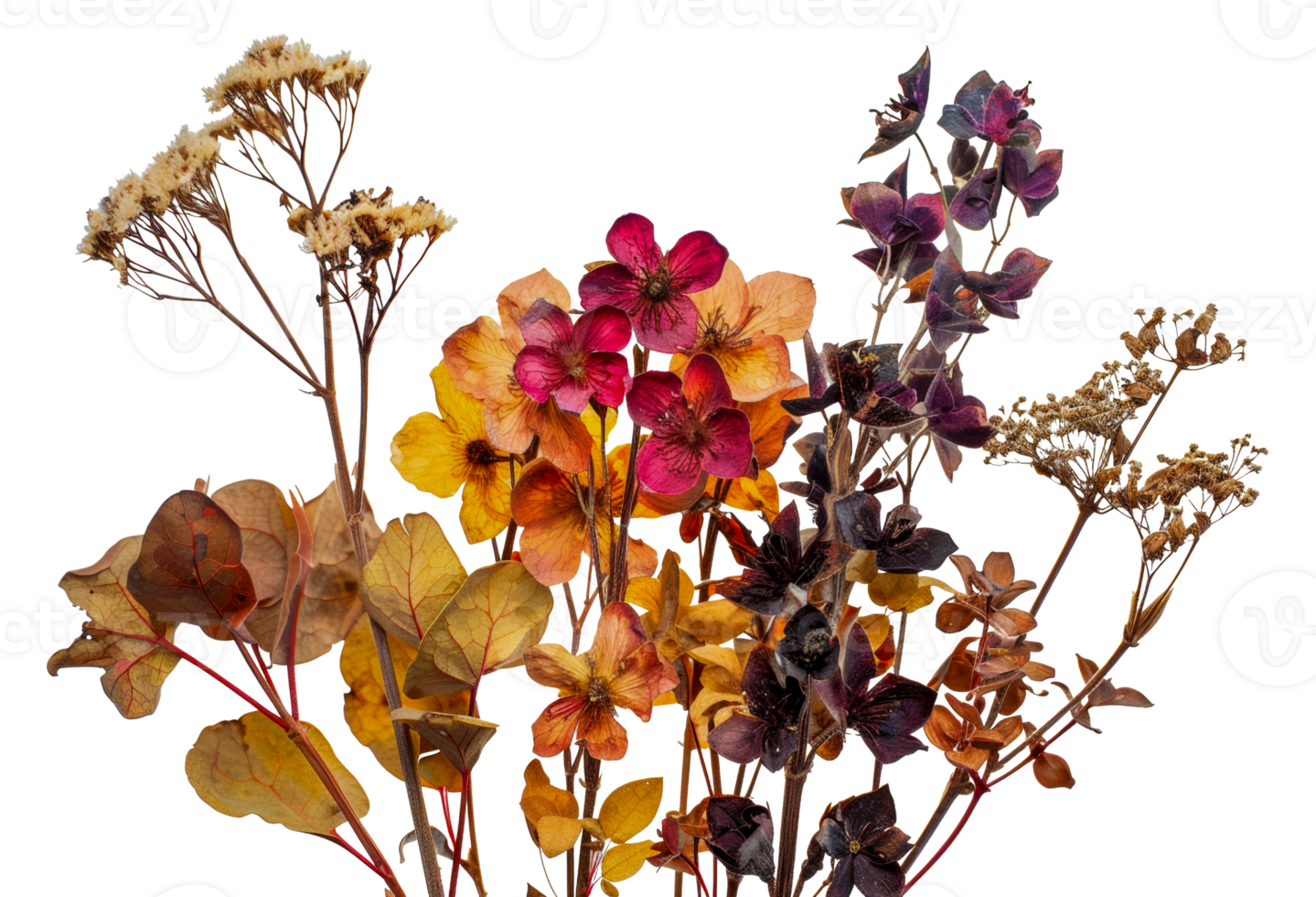 A bouquet of dried flowers - stock .. png