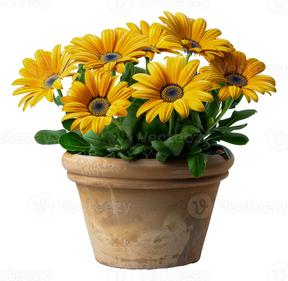 A vase of yellow flowers sits - stock .. png