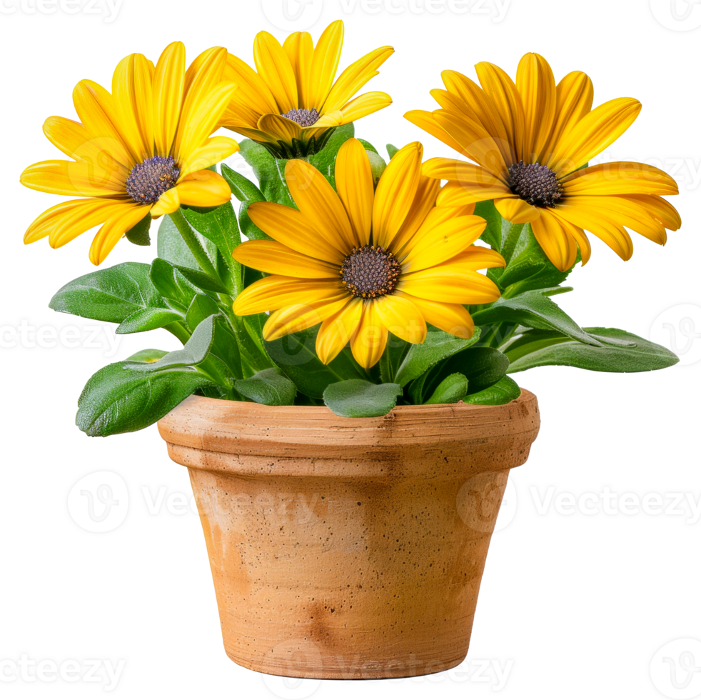 A small pot with three yellow flowers in it - stock .. png