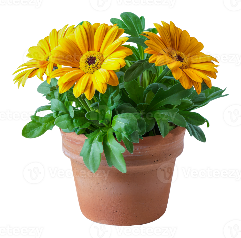 A small pot with three yellow flowers in it - stock .. png