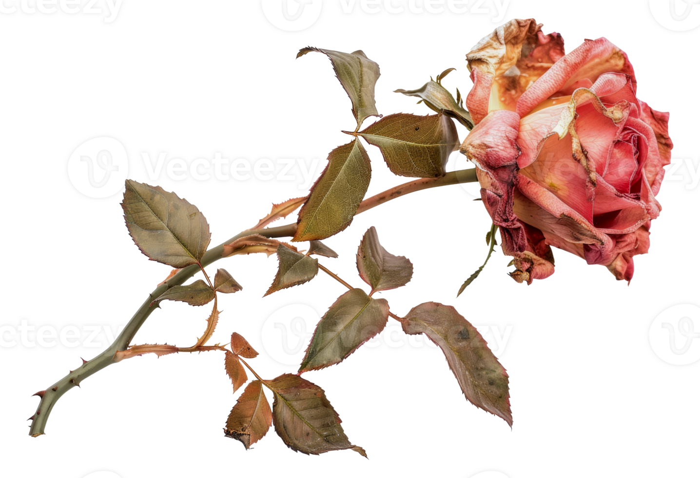 A rose is shown in a close up, with its stem and leaves visible - stock .. png