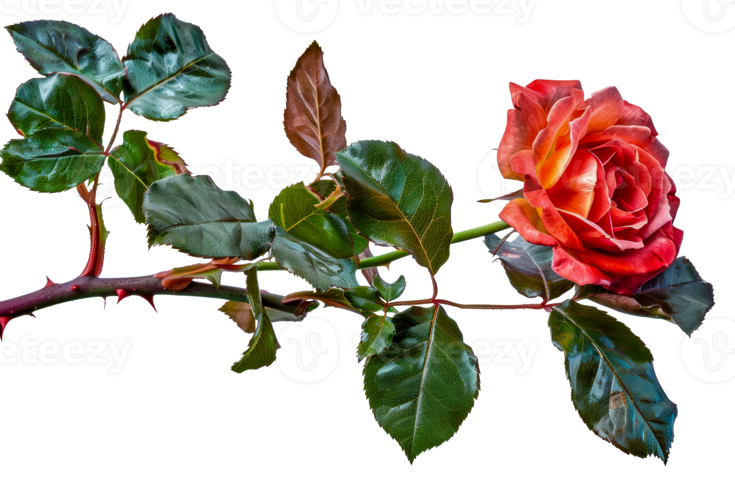 A rose is on a branch with green leaves - stock .. png