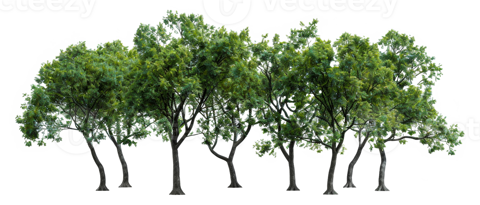 A row of trees are lined up on a white background - stock .. png