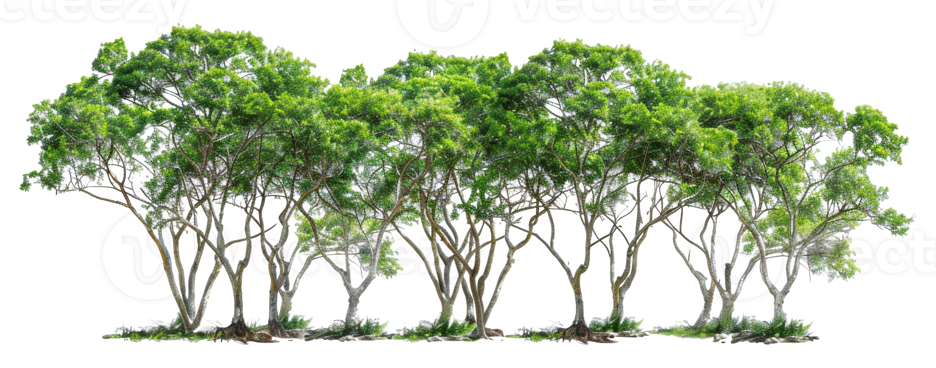 A row of trees with green leaves - stock .. png