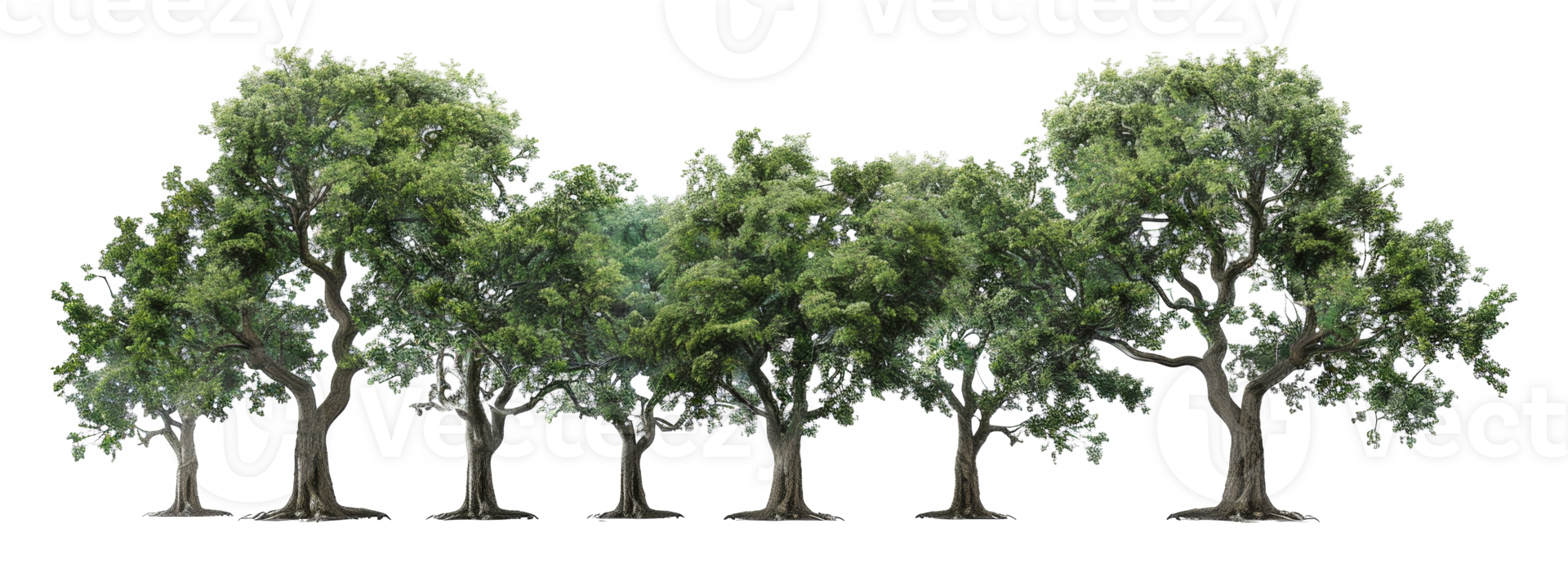 A row of trees are lined up in a row, with the tallest tree in the middle - stock .. png