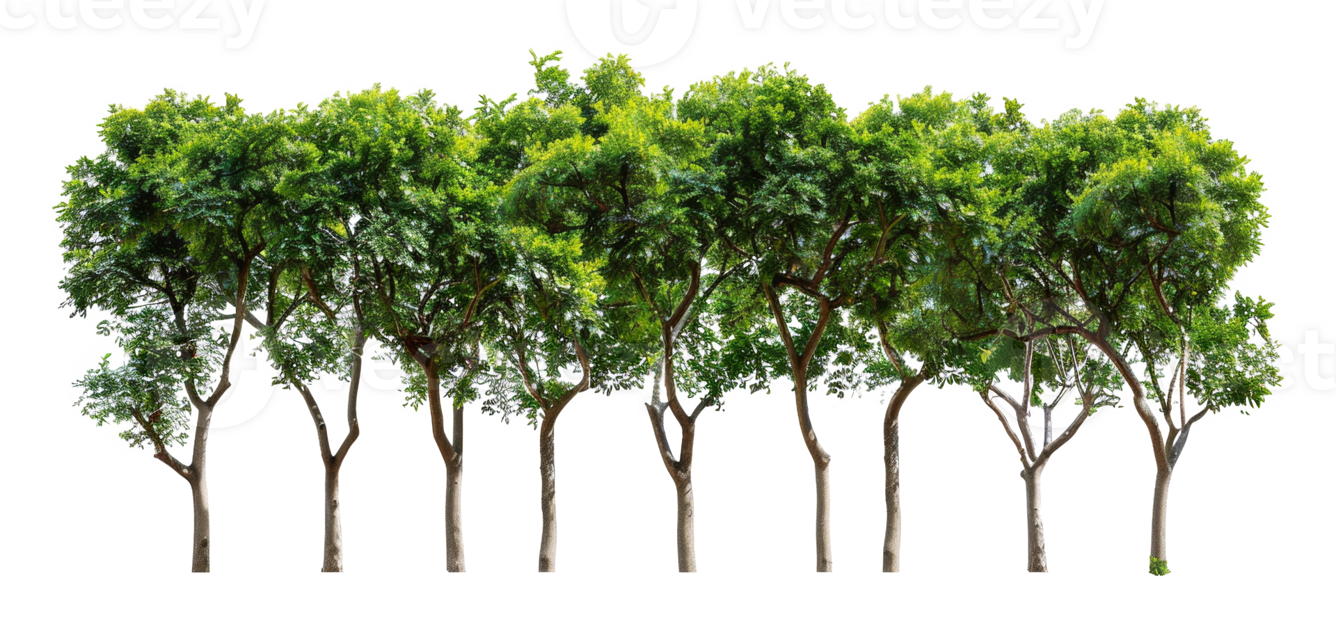 A row of trees are lined - stock .. png