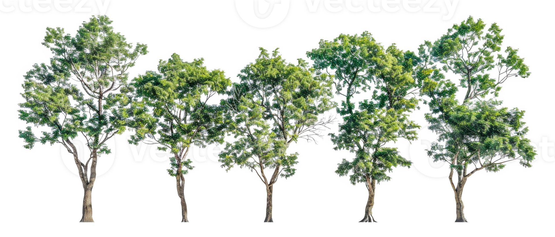 A row of five trees are lined - stock .. png
